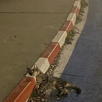 Edirne Belediyesi Sokak Hayvanları Üzerine Şikayetim