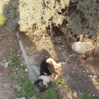 Denizli Büyükşehir Belediyesi Mahalleye 1 Haftadır Çevre Temizliği Yapılmıyor