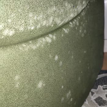 Bellona Kokan Koltuklar Ve Yayıldıkça Yayılan Küfler