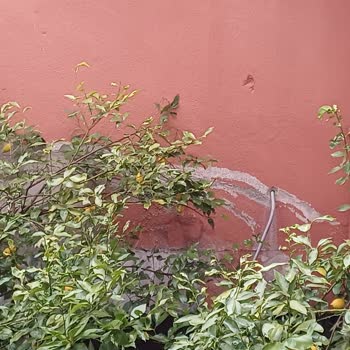 Döşemealtı Belediyesi Bulaşıcı Hastalık Riski