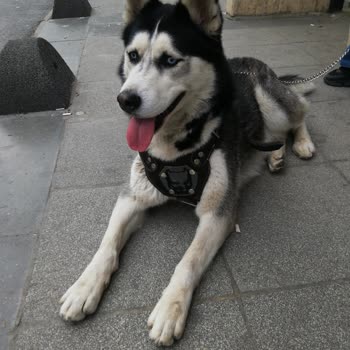 Güneşli Veteriner Kliniği Veteriner Kliniği Demeyelim Baytar Diyelim