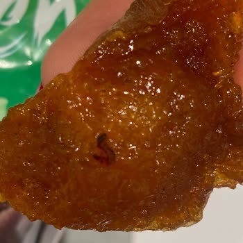 Peyman Kurtlu Gün Kurusu