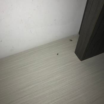Tekirdağ Namık Kemal Üniversitesi Hastanesi Odalarda Böcek Var