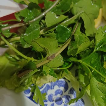 Komagene'de Yeşilliklerde Çamur Hayal Kırıklığı