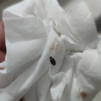 Çankırı Doğtaş Ürünlerinde Tahta Kurusu Ve Noksanlı Ürünler.