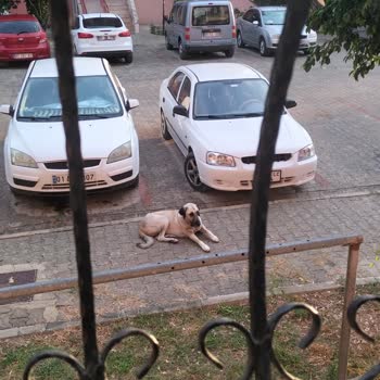 Adana Büyükşehir Belediyesi Hayvanları Koruma Yaşama Adalet Olmalı