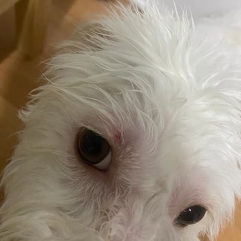 Leravet Veteriner Kliniği Leravet Bahçelievler Tıraş