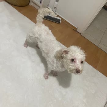 Leravet Veteriner Kliniği Leravet Bahçelievler Tıraş