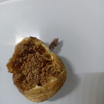 Çitlekçi Kurutulmuş İncir Ürünlerinde Hijyen Sorunları