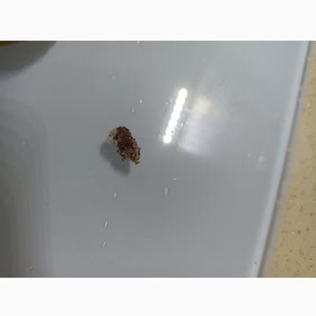 Çitlekçi Kurutulmuş İncir Ürünlerinde Hijyen Sorunları