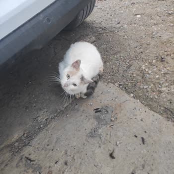 Urla Belediyesi Urla'da Yardıma Muhtaç Kedi Sorunu Ve Belediye İmkanları
