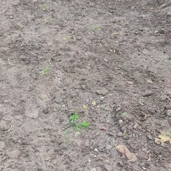 Canik Belediyesi Mahalle Yollarının Yapımı Ve İhmal Şikayeti