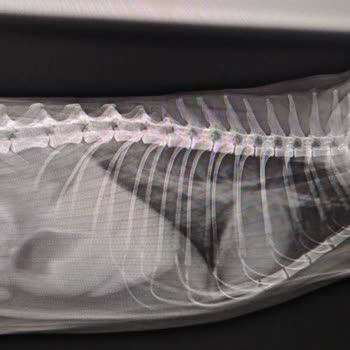 Pethome Veteriner Polikliniği Pethome Veteriner Kliniği Kedimin Ciğerlerini Patlatıp Öldürdü!