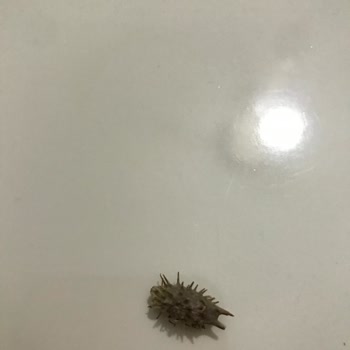 Tadım Çekirdekten Farklı Bir Cisim Çıktı