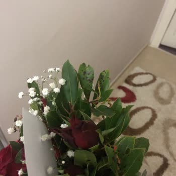 Osevio. Çöm Çiçek Yerine Çöp Yolladılar