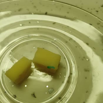 İçim Tam Yağlı Tost Peynirinden Çıkan Plastik Parça