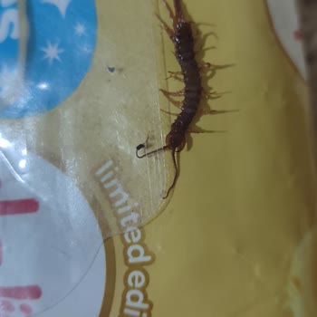 Dalin Islak Mendil İçinden Kırkayak Cıktı Canlı