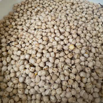Duru Bulgur Duru Koçbaşı Nohut İçi Böcek Dolu