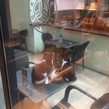Kedi Dolu Kahve Dünyası Deneyimi