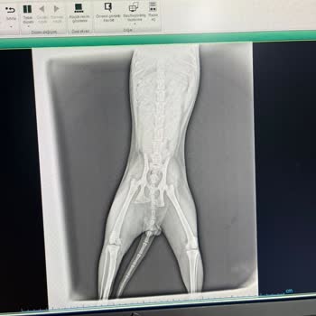 Kedimin 4. Kattan Düşmesi Sonucu