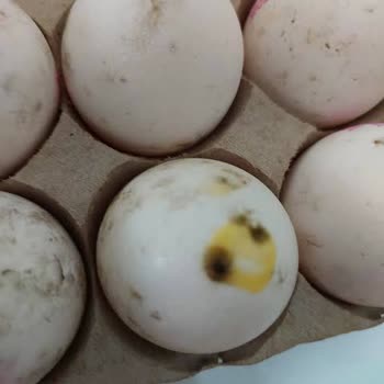 Anadolu Çiftliği Bozuk Ve Küflenmiş Yumurta