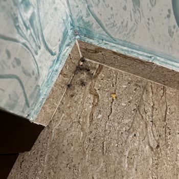 Boray Tour Hayal Kırıklığı Yaratan Batum Turu