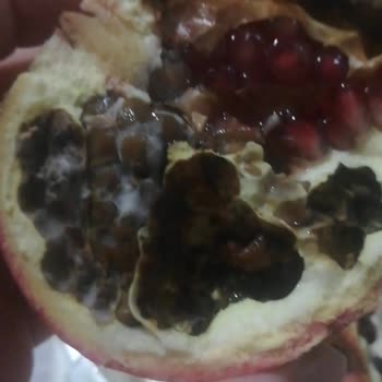 Şok Marketler Etiket Oyunu Sok Markette