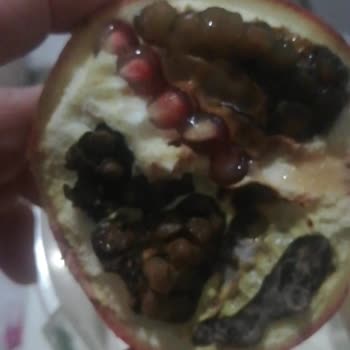 Şok Marketler Etiket Oyunu Sok Markette