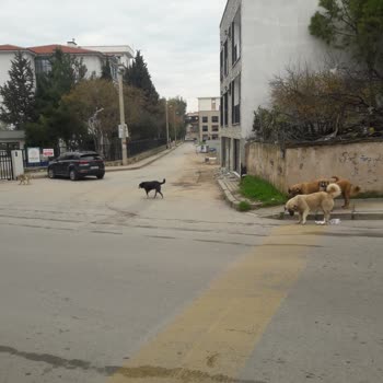 Buca Belediyesi Sarı Masa Çözüm Merkezi Saldırgan Köpeklerle İlgili İşlem Yapmadı