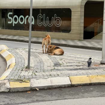 Kadıköy Belediyesi Saldıran Sokak Köpekleri