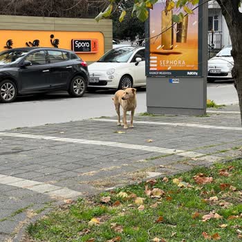 Kadıköy Belediyesi Saldıran Sokak Köpekleri
