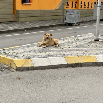 Kadıköy Belediyesi Saldıran Sokak Köpekleri