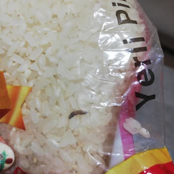 A101 Ovadan Böcekli Pirinç