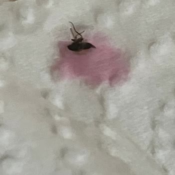 Doğanay Şalgam İçerisinde Sinek Var