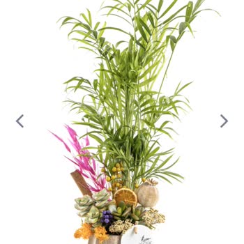 Taze Çiçek (tazecicek.com) Hayal Kırıklığına Uğratan Çiçek Teslimatı