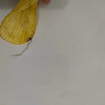 Ruffles Cipsimde Yabancı Madde Buldum!