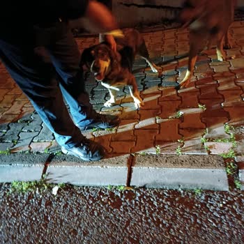 Gebze Belediyesi Köpek Saldırısı