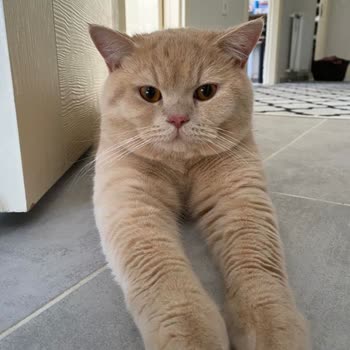 Mario Veteriner Kliniği Kısırlaştırma Ameliyatı Sonrası Kedim Öldü