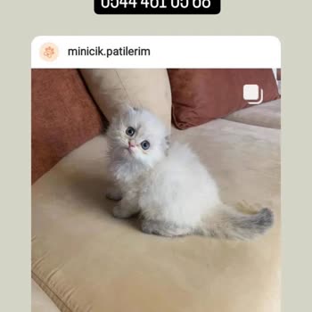 Minicik. Patilerim Hayvan Sahiplendirme Yanıltmacası