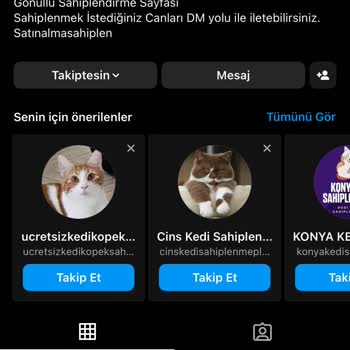 Minicik. Patilerim Hayvan Sahiplendirme Yanıltmacası