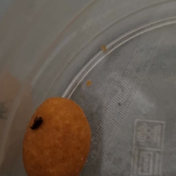 Tatbak Gıda Çerezim Soslu Fıstık Ta Böcek