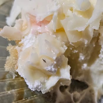 Mado Sinekli Pasta Çıkması Ve Yaşadığımız Mağduriyet