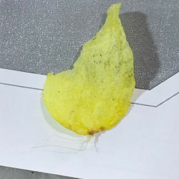 Lays Cips İçinde İp Çıktı