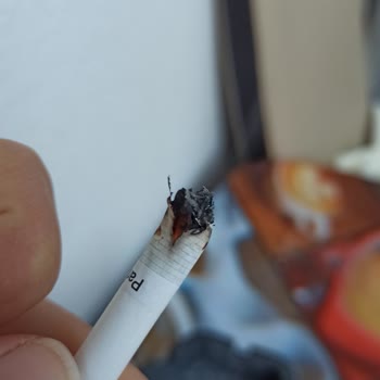 Kısa Parliament Odun Çıktı