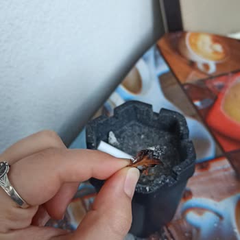 Kısa Parliament Odun Çıktı