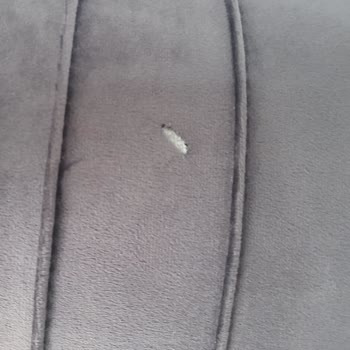 A101 Kanepe Koltuk Takımı