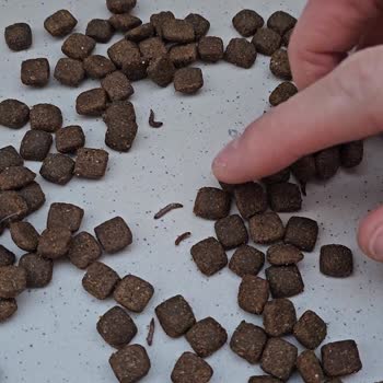 Aliş Pet Shop Kurtlu Mama Gönderdi!