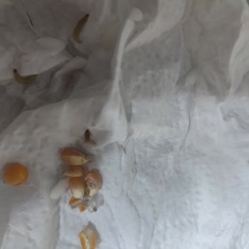 Tarım Kredi Kooperatif Market Ürün Paket İçinde Kurt