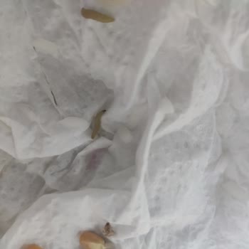 Tarım Kredi Kooperatif Market Ürün Paket İçinde Kurt