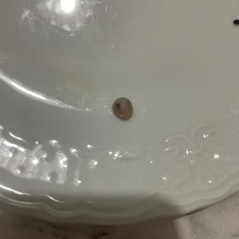 SuperFresh Bezelyede Salyangoz Çıktı